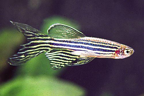 Memesona, Ini 7 Jenis Ikan Aquascape yang Super Cantik