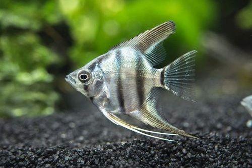 Memesona, Ini 7 Jenis Ikan Aquascape yang Super Cantik