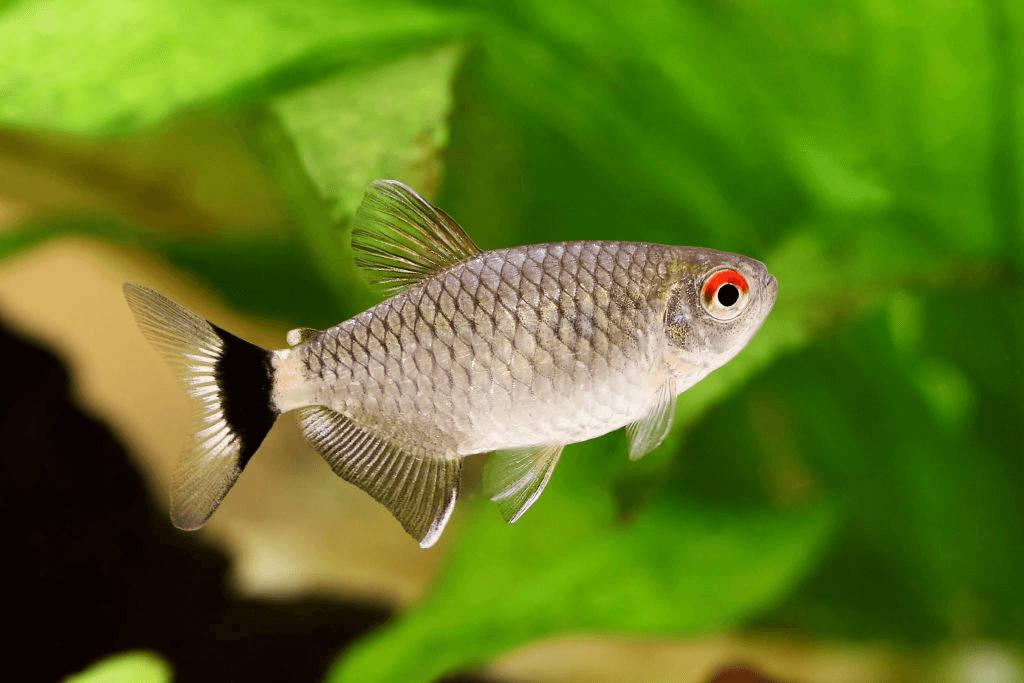 Memesona, Ini 7 Jenis Ikan Aquascape yang Super Cantik