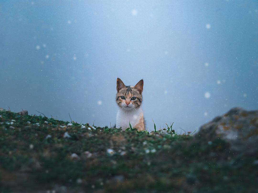 Nama kucing bertina