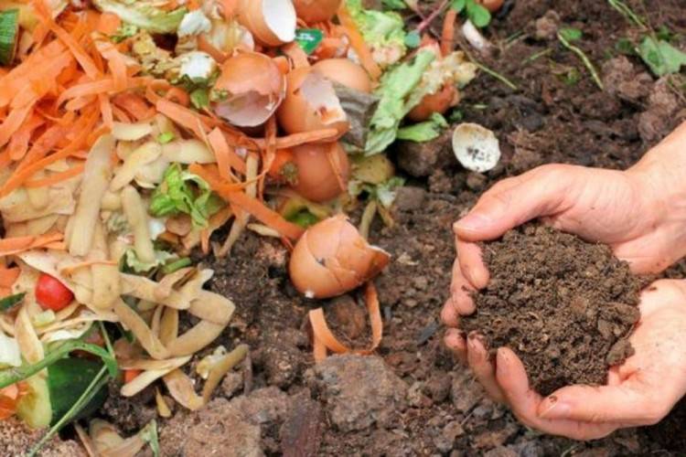 Cara Membuat Pupuk Kompos Alami dari Sampah dan Kotoran