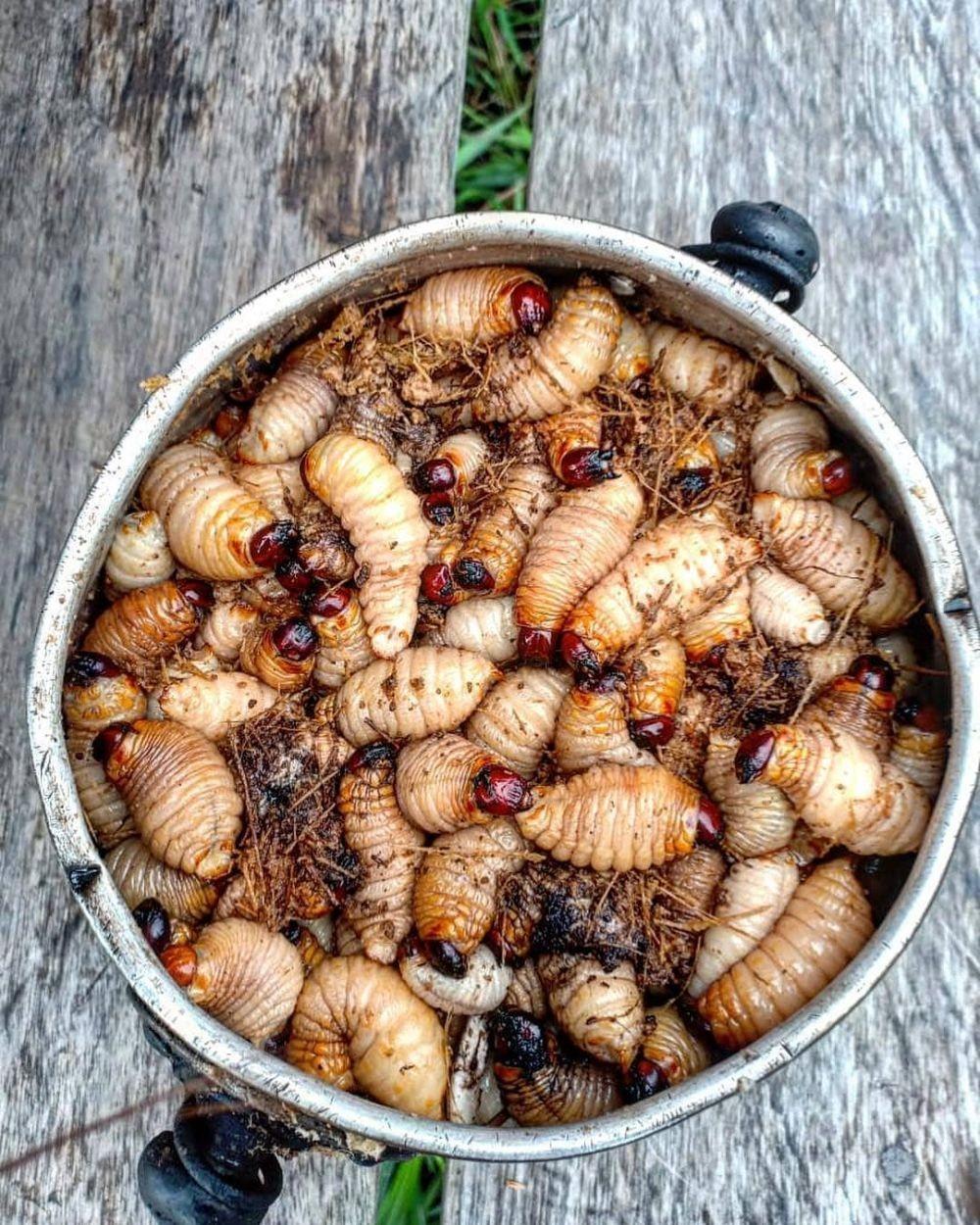 10 Makanan Ekstrem Paling Populer di Indonesia, Berani Coba?