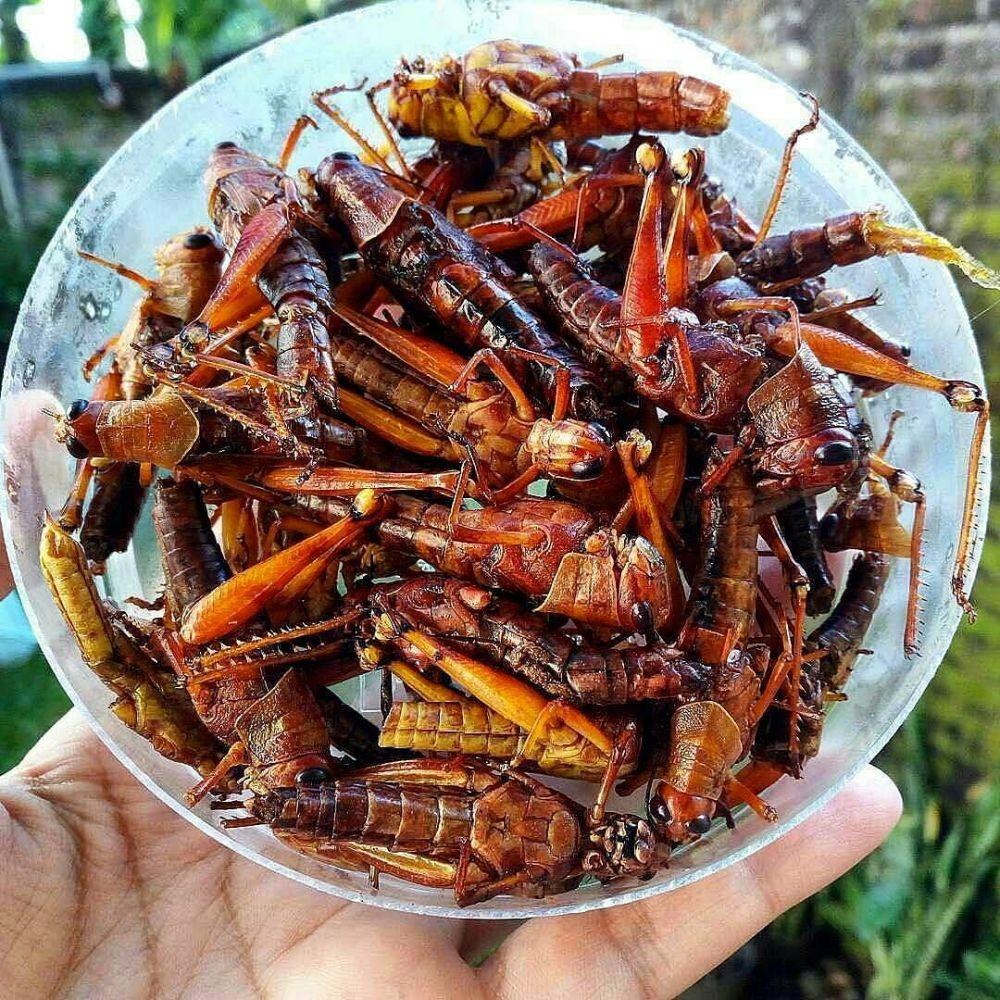 10 Makanan Ekstrem Paling Populer di Indonesia, Berani Coba?