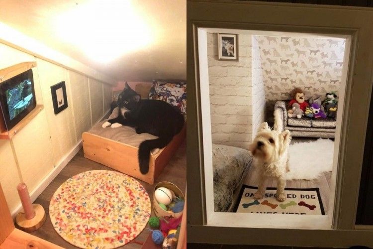 Sangat Dimanja, Kucing dan Anjing Ini Dibuatkan Rumah Pribadi