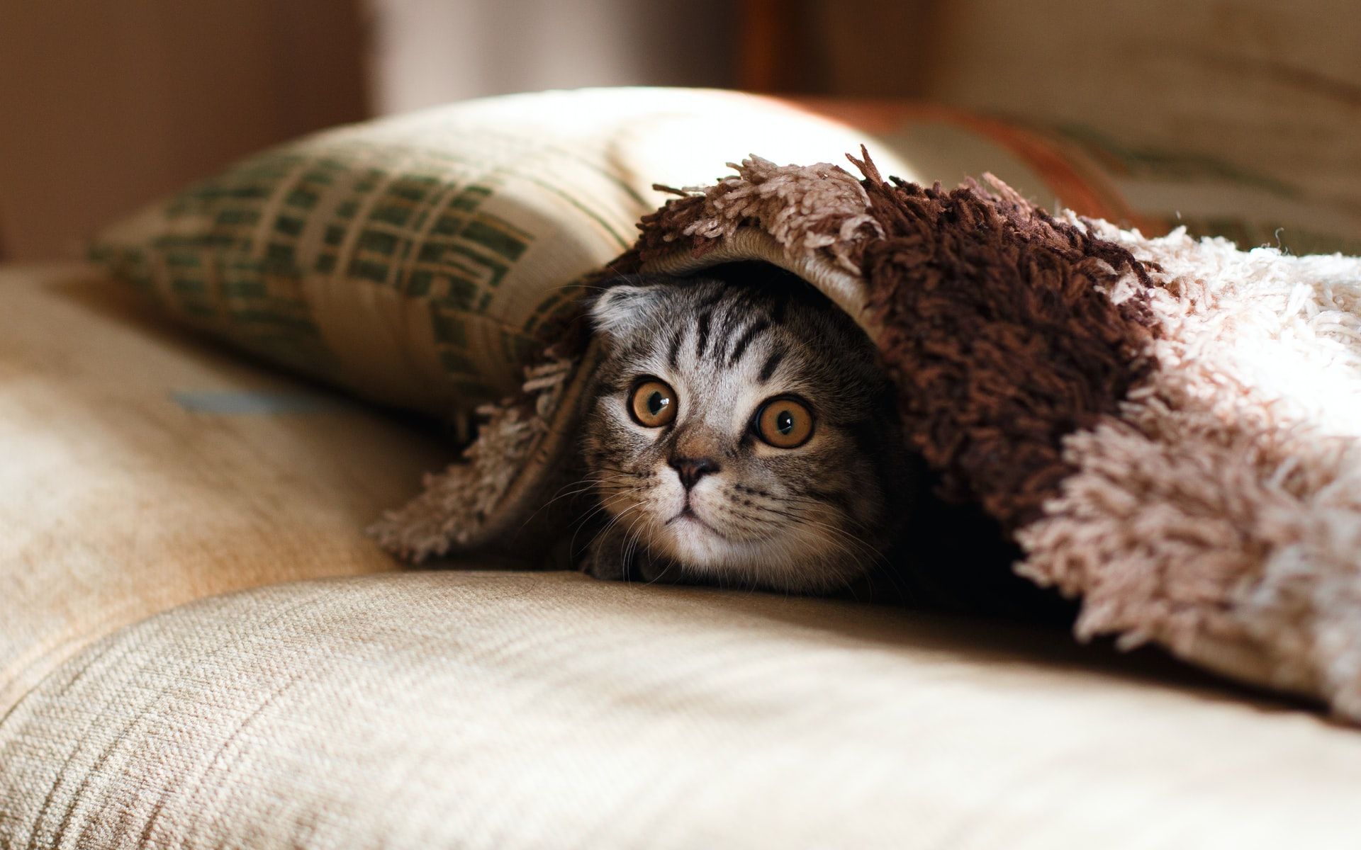 8 Cara Mudah Menghilangkan Kutu Kucing dengan Bahan Alami