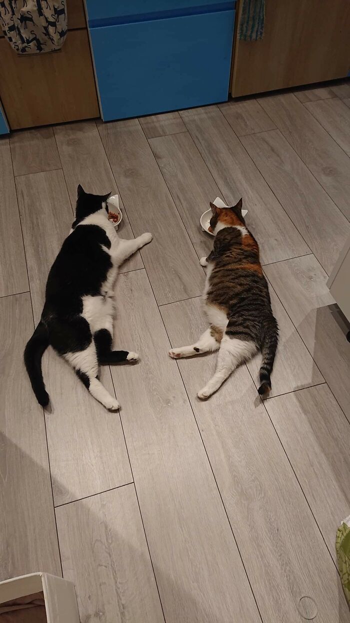 Satu Kucing Kurang, Ini 11 Alasan Kamu Perlu Dua Kucing di Rumah