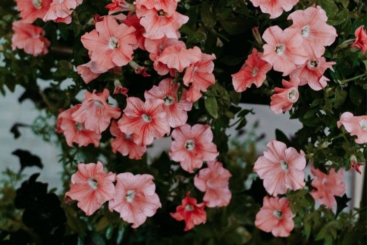 15 Jenis Tanaman Bunga Merambat yang Tahan Panas