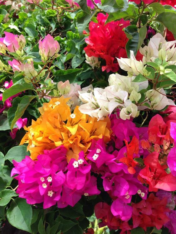 15 Jenis  Tanaman Bunga  Merambat yang Tahan  Panas  dan Adem