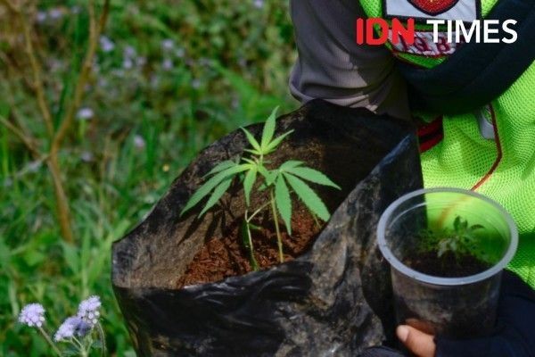 5 Kebijakan Unik Lawan COVID di Berbagai Negara, Ada Bagi-Bagi Ganja!