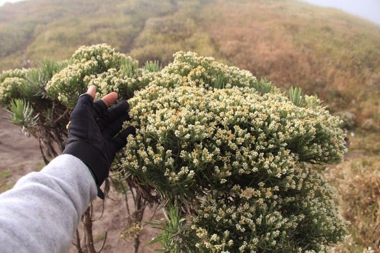 Fakta-Fakta di Balik Budidaya Bunga Edelweiss di Wisata Bromo