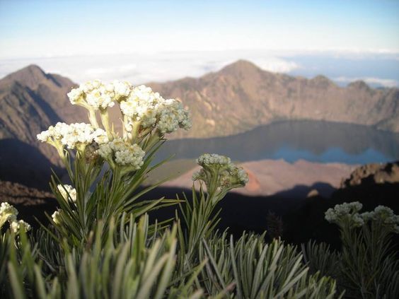 Fakta-Fakta di Balik Budidaya Bunga Edelweiss di Wisata Bromo