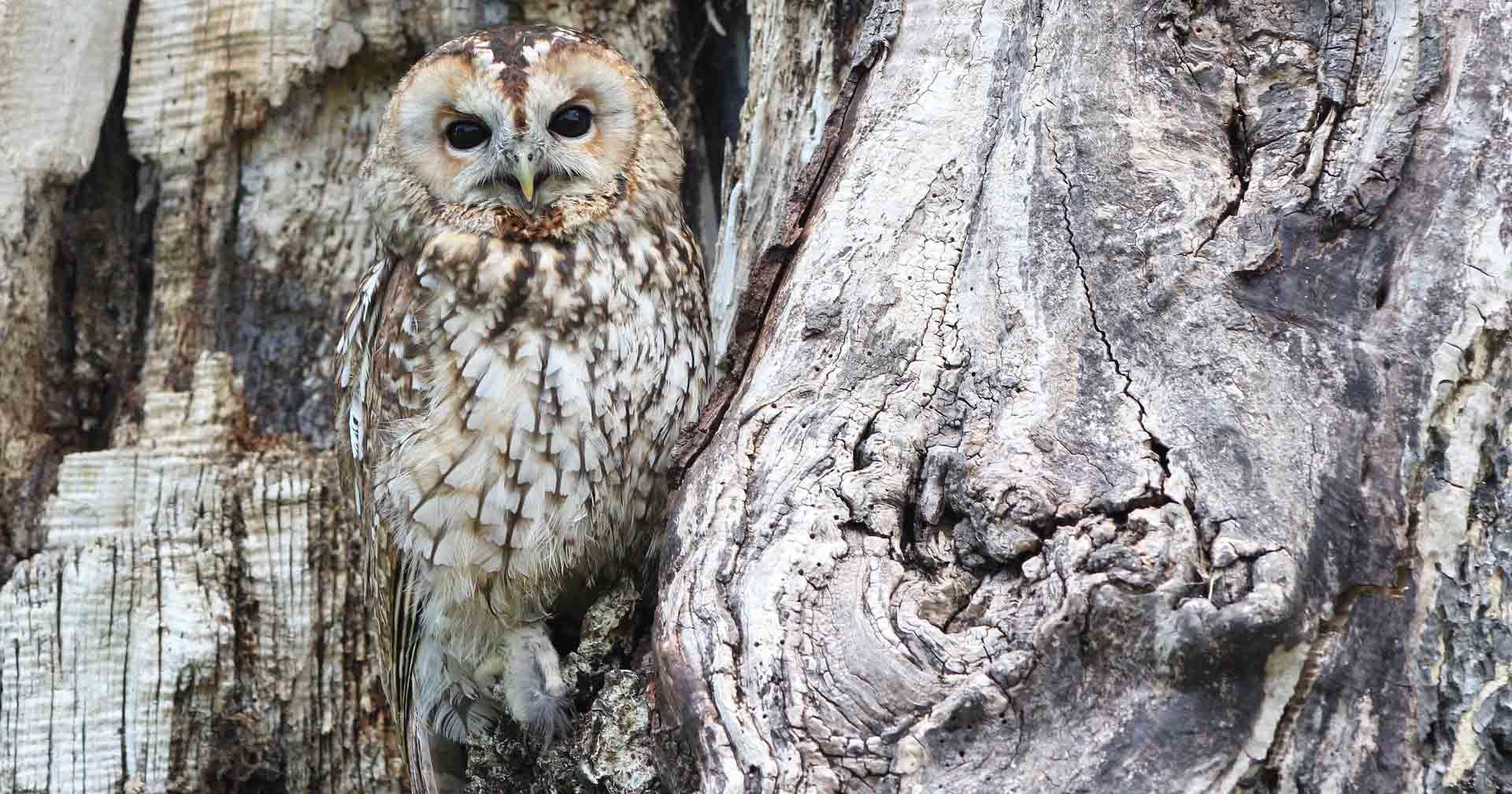 7 Burung Peliharaan yang Bisa Membawa Keberuntungan