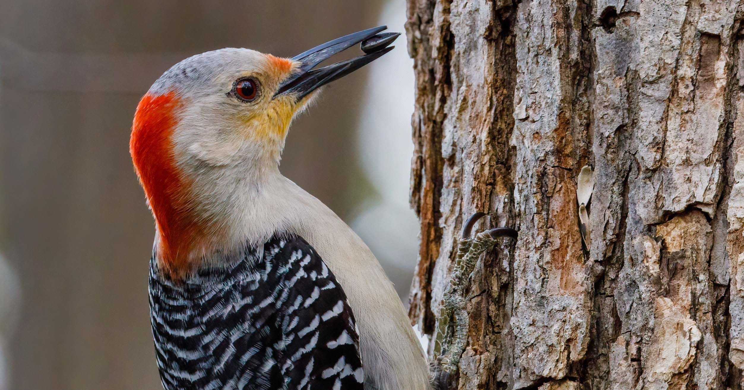 7 Burung Peliharaan yang Bisa Membawa Keberuntungan