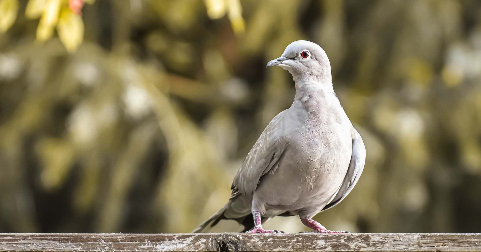 7 Burung Peliharaan yang Bisa Membawa Keberuntungan