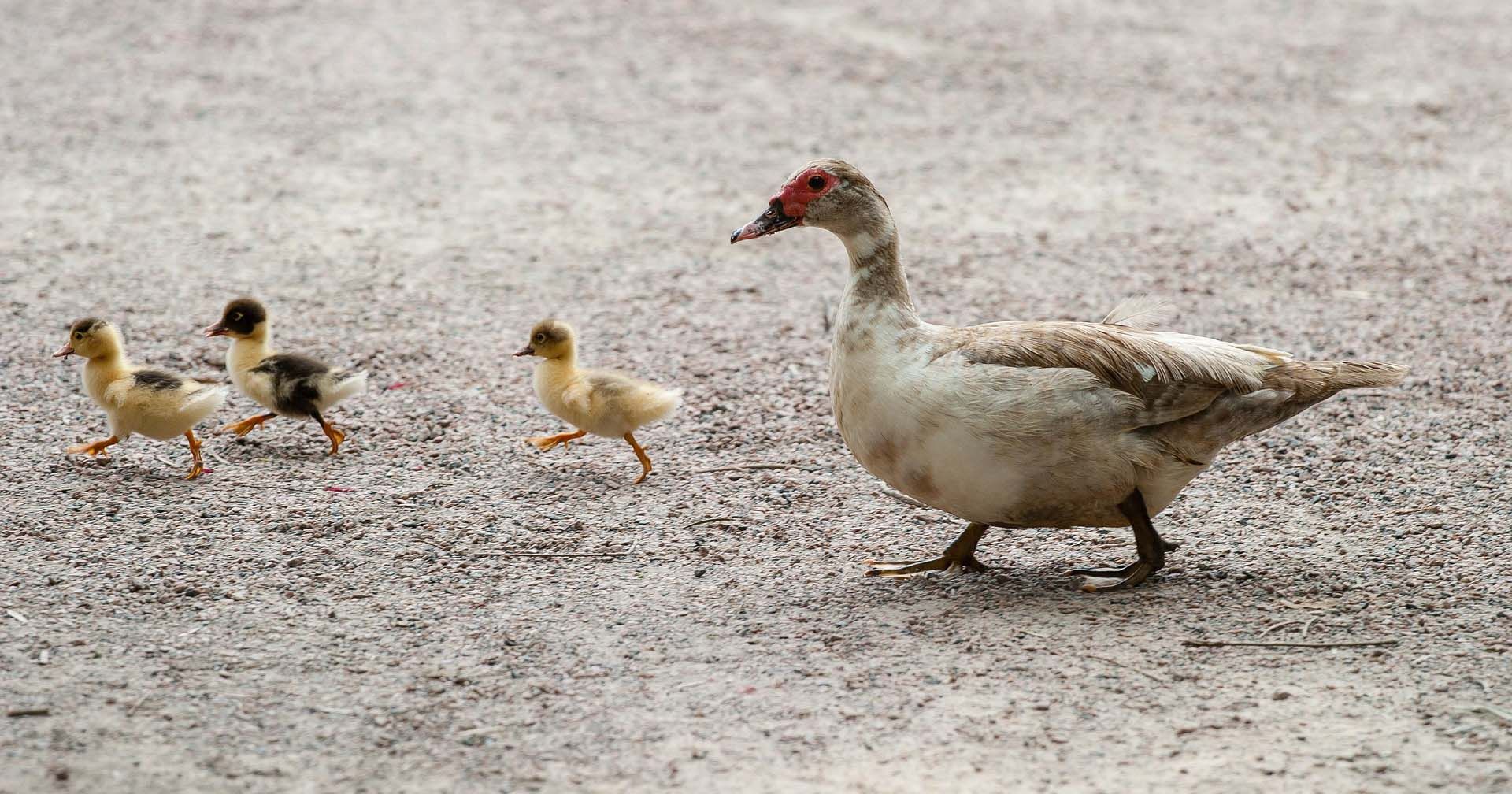 7 Burung Peliharaan yang Bisa Membawa Keberuntungan