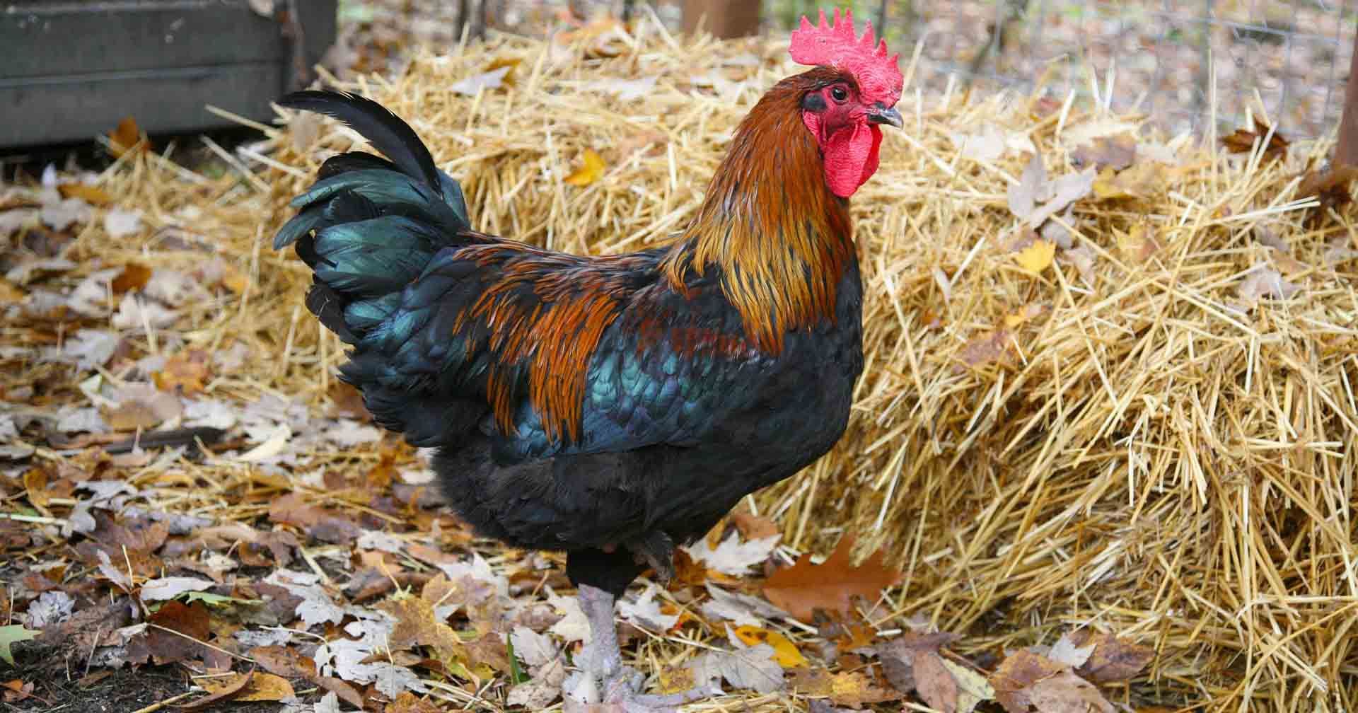 7 Burung Peliharaan yang Bisa Membawa Keberuntungan