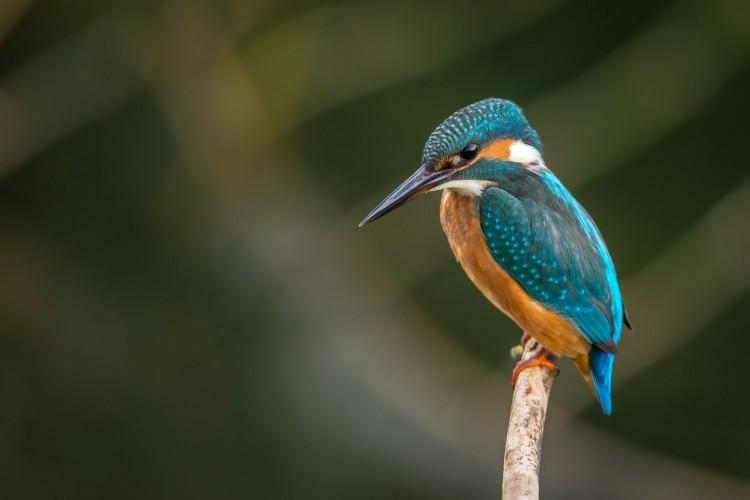 7 Burung Peliharaan yang Bisa Membawa Keberuntungan