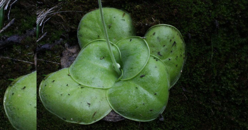 6 Jenis Tumbuhan Karnivora yang Cantik dan Cocok Sebagai Tanaman Hias