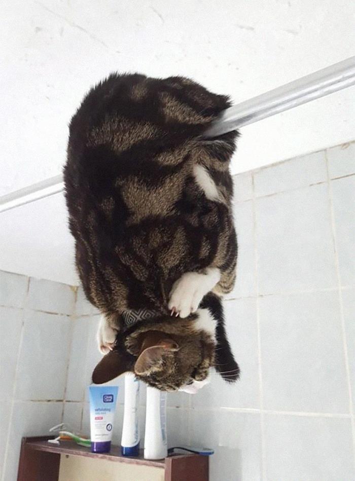 Nggak Cuma Kamu yang Lelah Hadapi Pandemi, 11 Kucing ini Juga Lho!