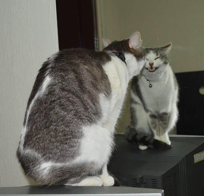 Nggak Cuma Kamu yang Lelah Hadapi Pandemi, 11 Kucing ini Juga Lho!