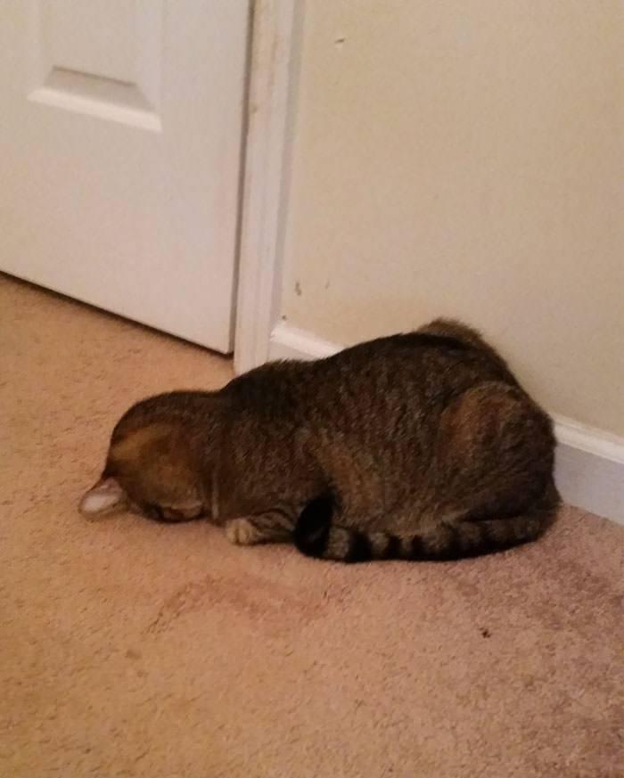 Nggak Cuma Kamu yang Lelah Hadapi Pandemi, 11 Kucing ini Juga Lho!