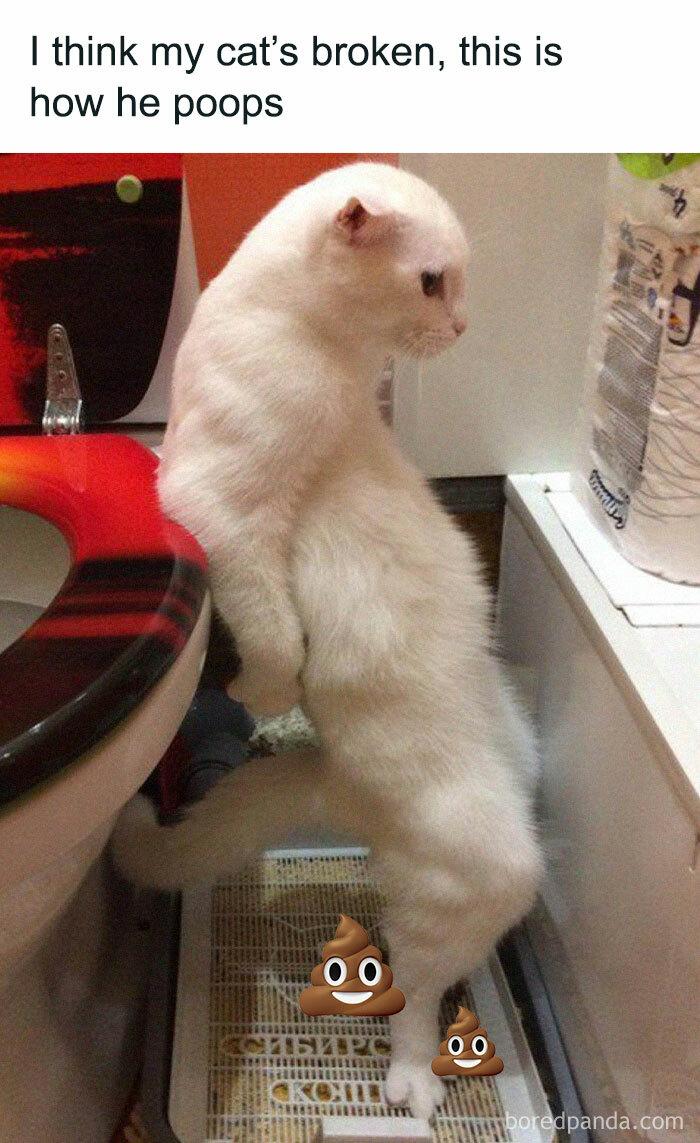 Nggak Cuma Kamu yang Lelah Hadapi Pandemi, 11 Kucing ini Juga Lho!