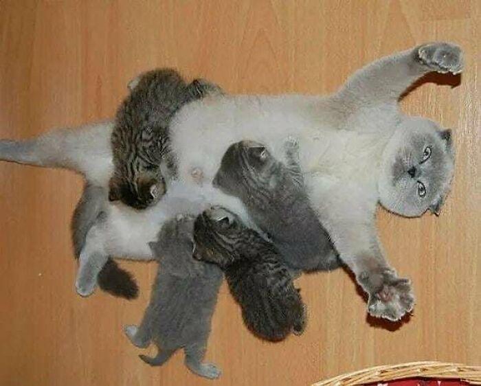 Nggak Cuma Kamu yang Lelah Hadapi Pandemi, 11 Kucing ini Juga Lho!