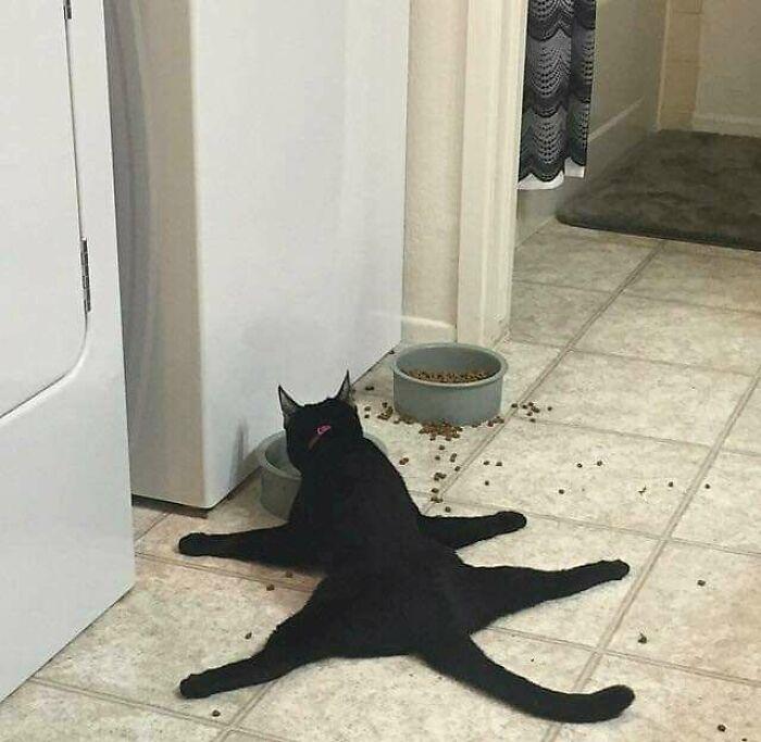 Nggak Cuma Kamu yang Lelah Hadapi Pandemi, 11 Kucing ini Juga Lho!