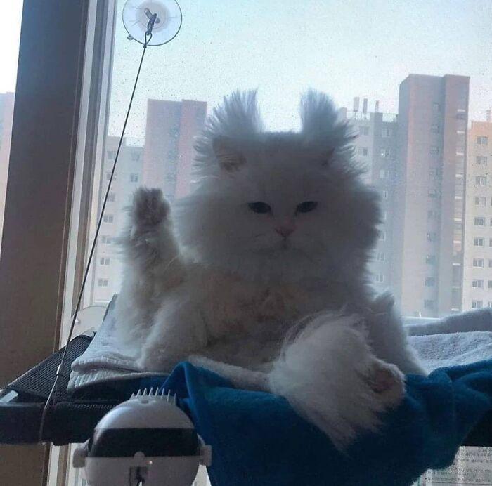 Nggak Cuma Kamu yang Lelah Hadapi Pandemi, 11 Kucing ini Juga Lho!