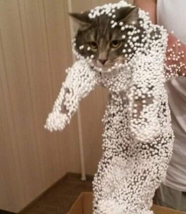 Nggak Cuma Kamu yang Lelah Hadapi Pandemi, 11 Kucing ini Juga Lho!