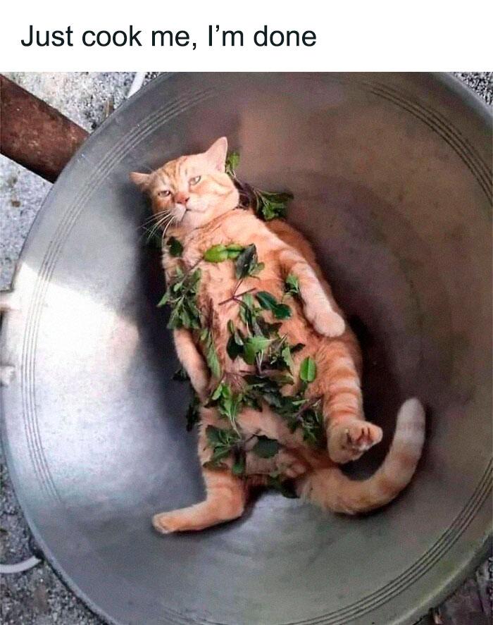 Nggak Cuma Kamu yang Lelah Hadapi Pandemi, 11 Kucing ini Juga Lho!