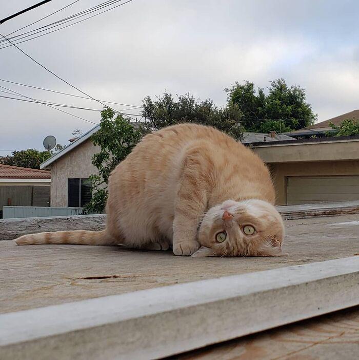 Nggak Cuma Kamu yang Lelah Hadapi Pandemi, 11 Kucing ini Juga Lho!