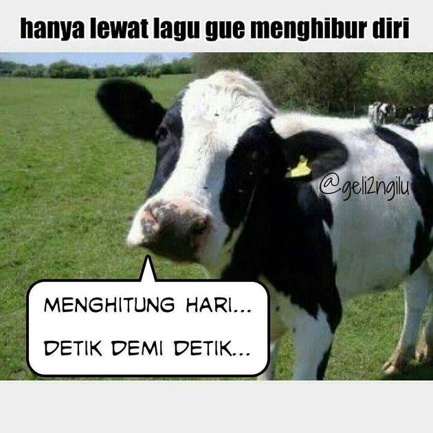 10 Meme Kocak Perasaan Sapi Saat Jadi Kurban Idul Adha