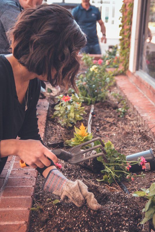 10 Tips Membuat Taman di Rumah Bagi Pemula