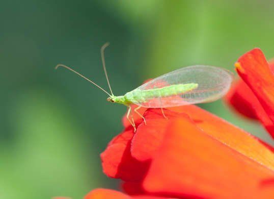 11 Jenis Serangga yang Bermanfaat untuk Lingkungan dan Manusia