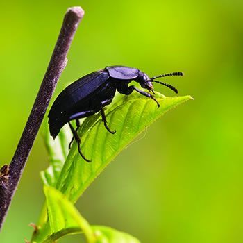 11 Jenis Serangga yang Bermanfaat untuk Lingkungan dan Manusia
