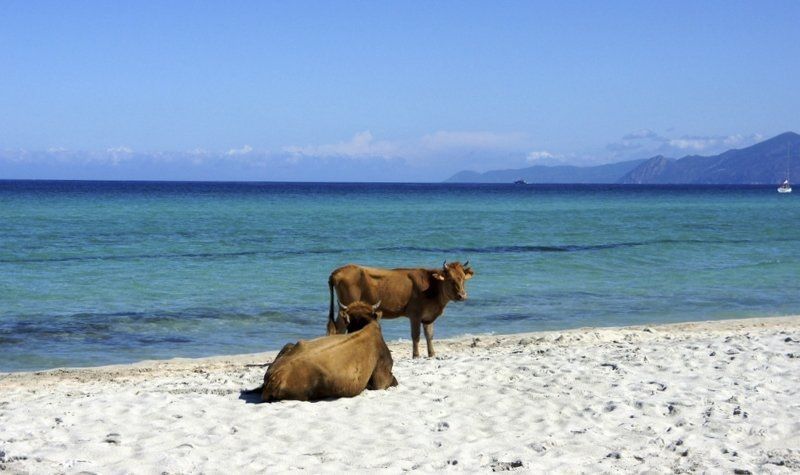 10 Wisata Pantai Paling Aneh di Dunia, Ada yang Berpasir Hijau