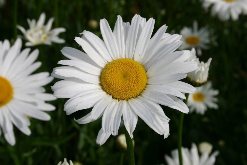Rekomendasi 7 Bunga Kelopak Putih, untuk Percantik Rumah Kamu