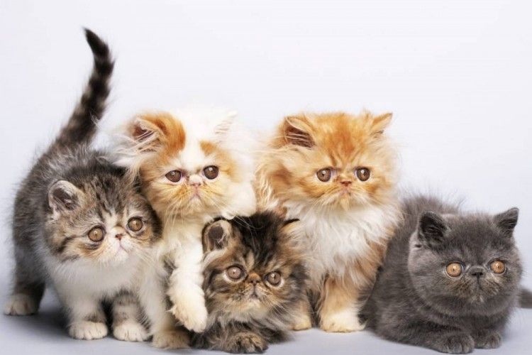 7 Cara Merawat Kucing Anggora untuk Pencinta Kucing Pemula