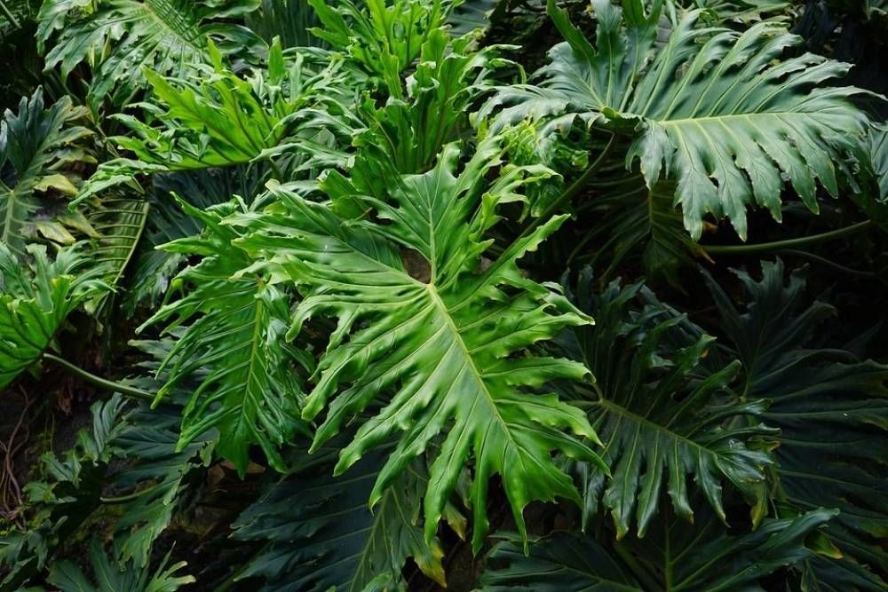 7 Jenis Philodendron Buat Pencinta Tanaman Hias, Mulai dari Rp50 ribu