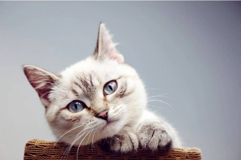 7 Tips Melebatkan Bulu Kucing Dengan Bahan Alami 