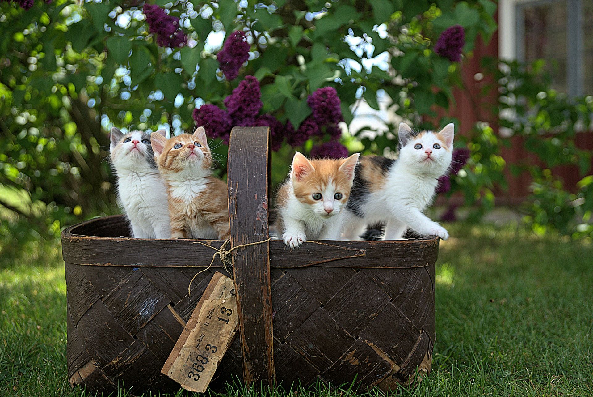 Cara Mudah Mengatasi Kucing Susah BAB » Blog elevenia - sebab kucing
