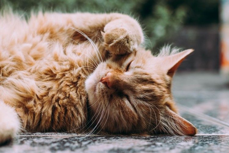 Jangan Anggap Sepele, Ini 5 Cara Mengatasi Kucing Muntah