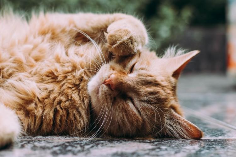 5 Cara Mudah Mengatasi Kucing Muntah dan Penyebabnya