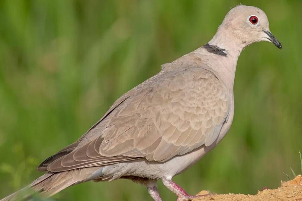 7 Jenis Burung yang Membawa Keberuntungan Menurut Primbon Jawa