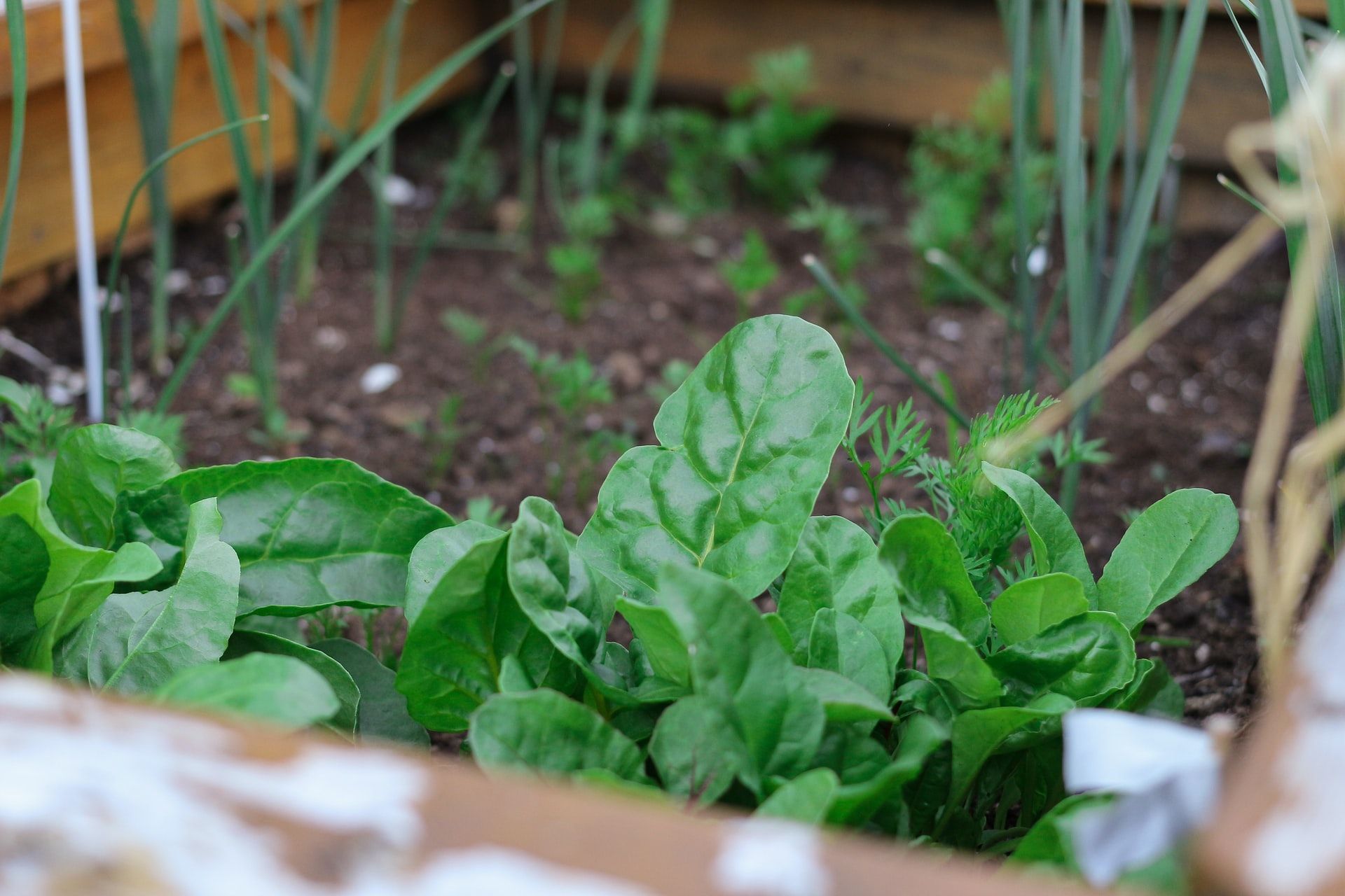 Punya Banyak Manfaat, Ini 10 Alasan Kamu Harus Memulai Urban Gardening