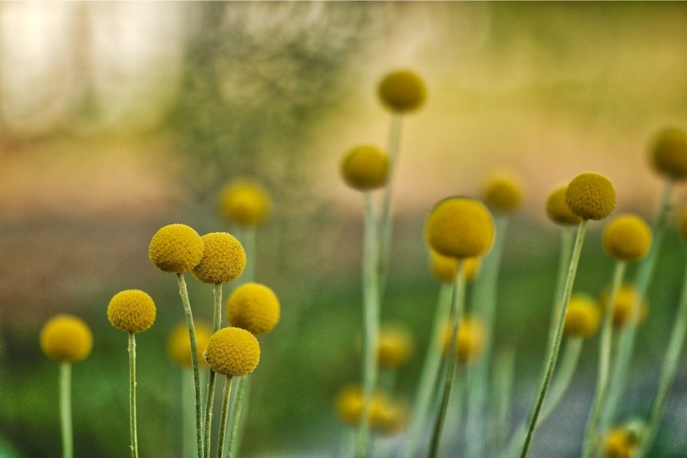 Inilah 8 Jenis Bunga Potong yang Mampu Bertahan Lebih dari Seminggu