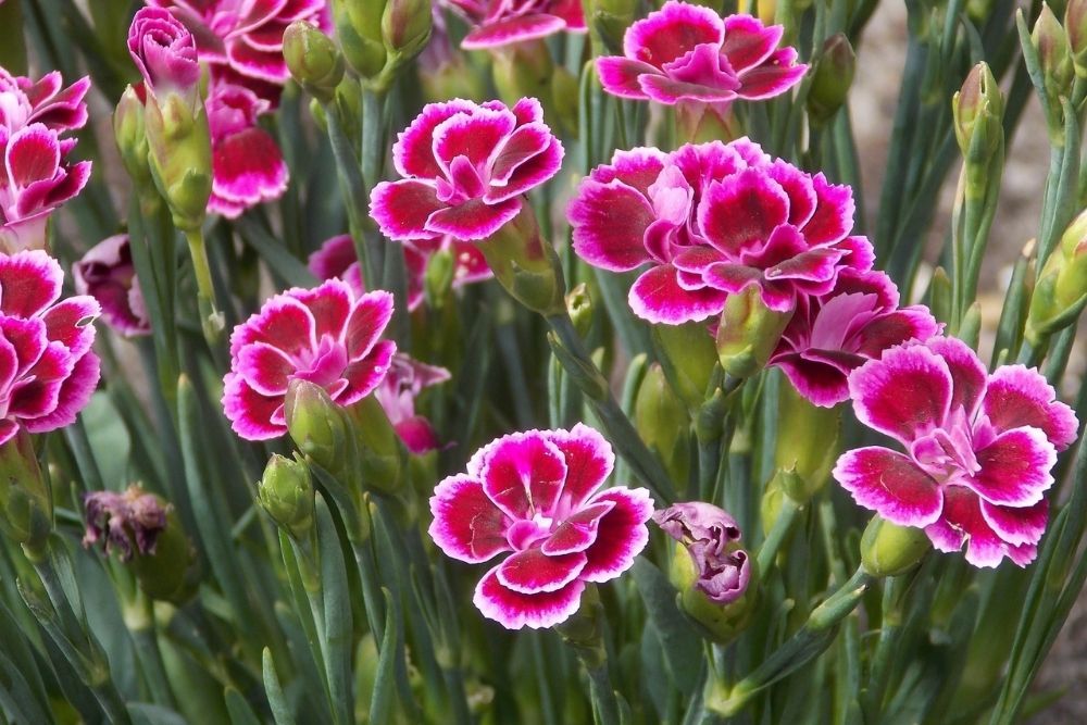 Inilah 8 Jenis Bunga Potong yang Mampu Bertahan Lebih dari Seminggu