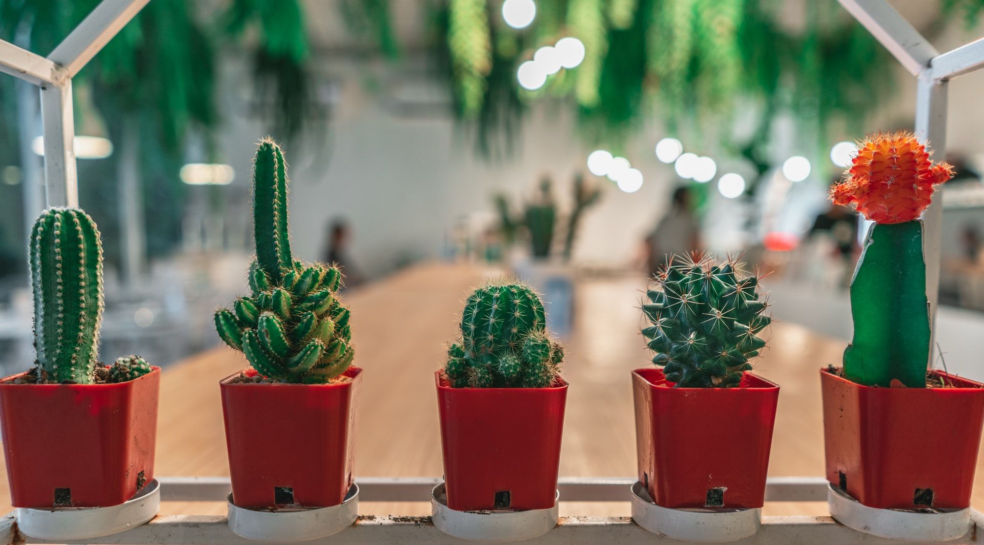 Not just for decoration, here are 10 benefits of cactus for health