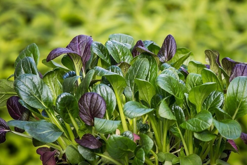 Yuk, Berkebun! 8 Bibit Tanaman Sayuran yang Mudah Dirawat untuk Pemula